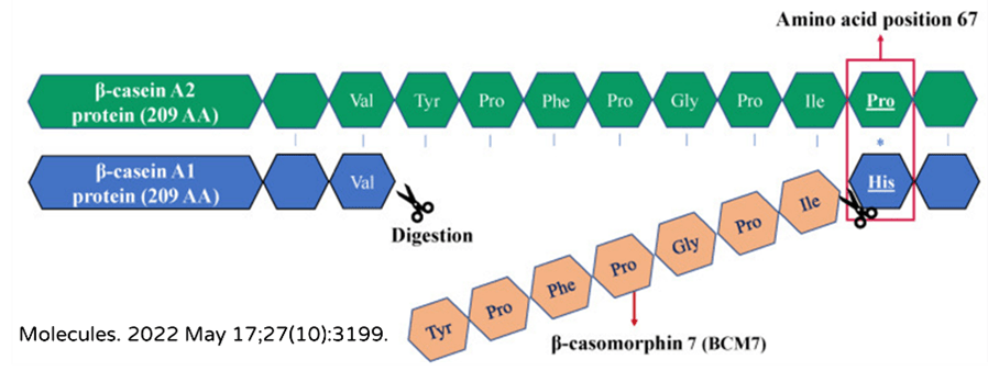 *β-酪蛋白 A2 & A1 蛋白部分胺基酸序列圖
