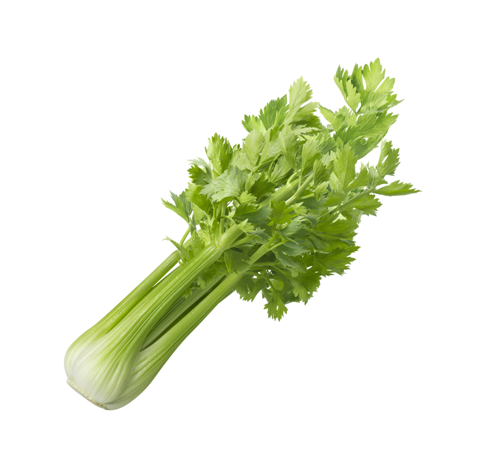 營養師杯蓋,食物營養熱量,芹菜,celery