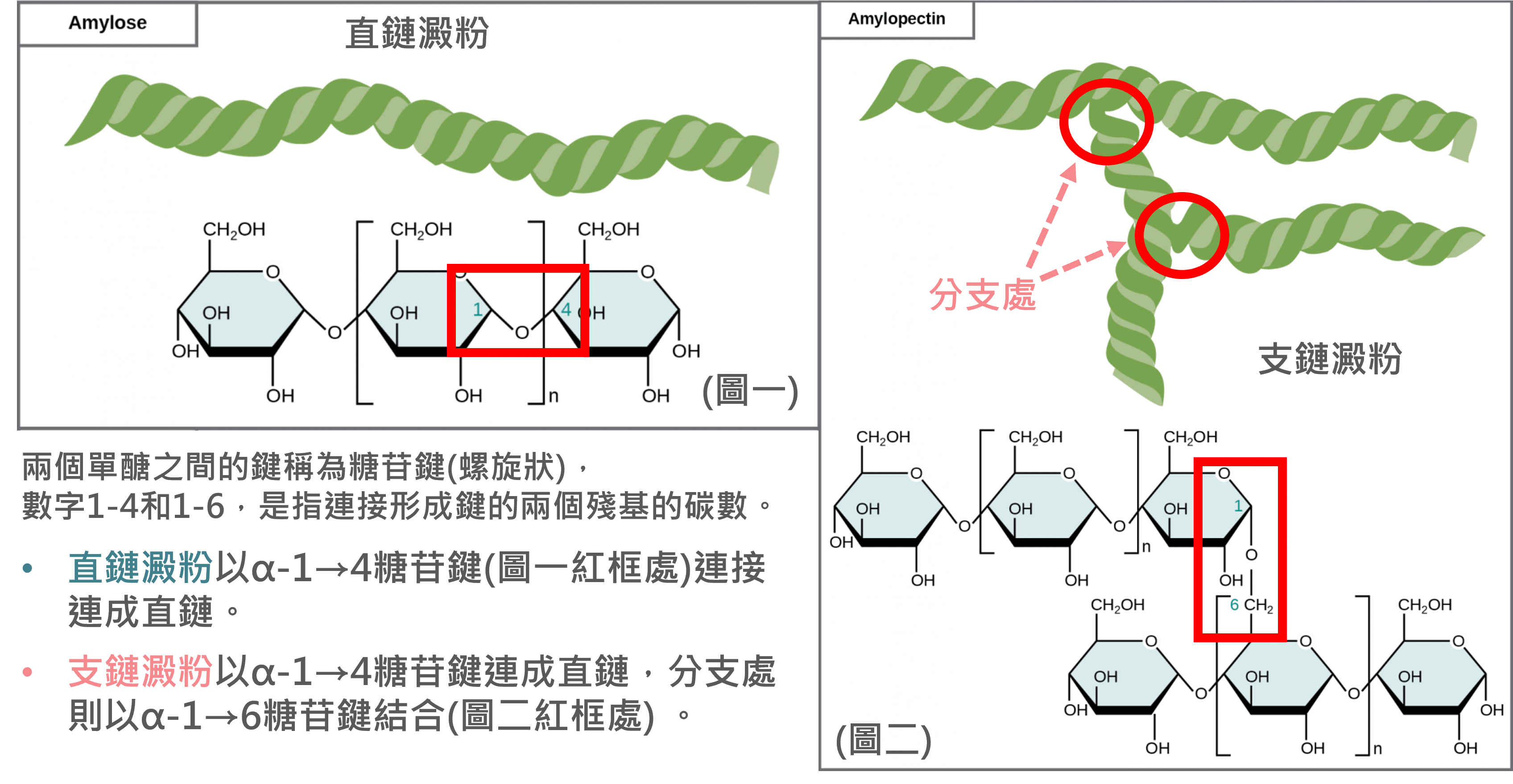 5/5端午節吃粽子：糯米如何影響血糖？ | 增重學院
